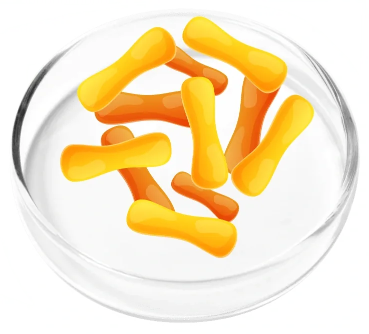 Vendor illustration: yellow rod-shaped bacteria in a petri dish