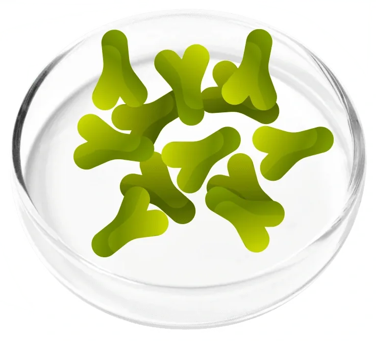 Vendor illustration: green branching bacteria in a petri dish